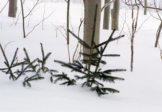 Small Trees in Snow 
