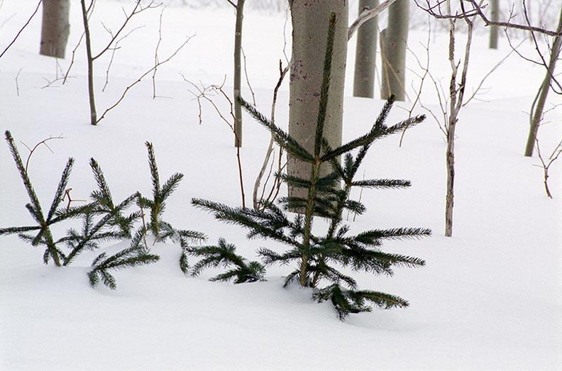 Small_Trees_in_Snow.jpg