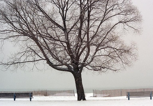 Tree in Toronto  