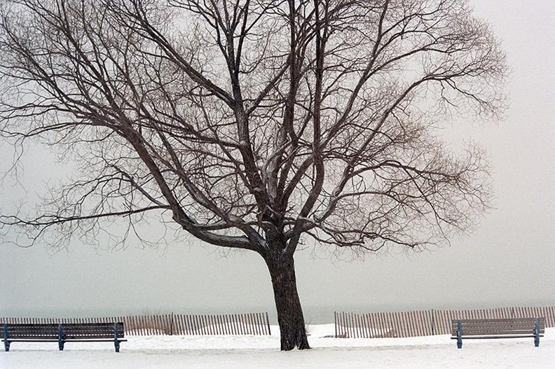 Tree_in_Toronto.jpg