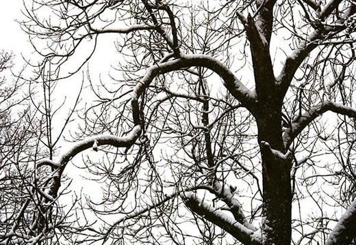 Tree in Winter 