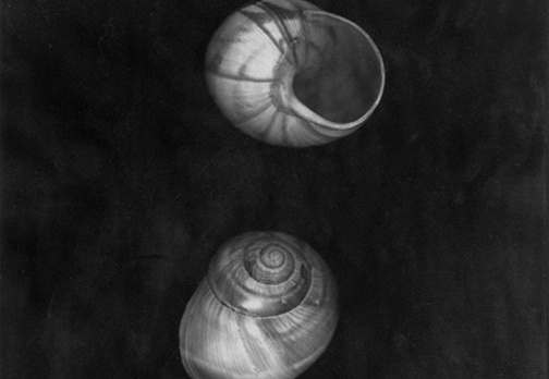 Shells, No. 2
