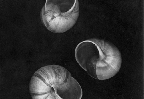 Shells, No. 3