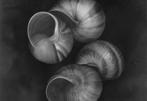 Shells, No 4