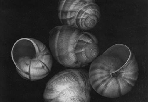 Shells, No. 5