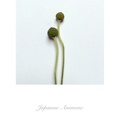 Past Perfect - Japanese Anemone 