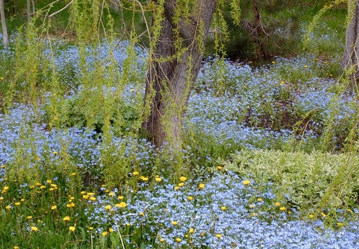 Forget-me-nots 