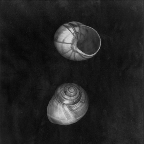 Shells, No. 2