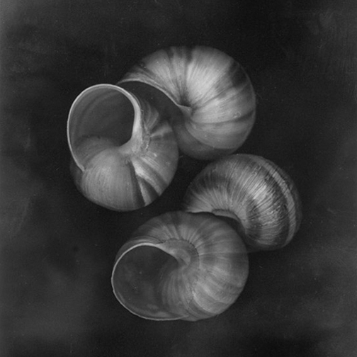 Shells, No 4