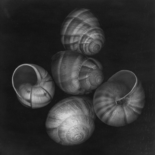 Shells, No. 5