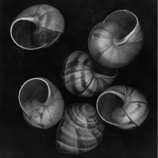 Shells, No 6