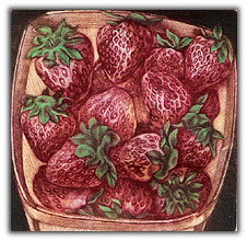 strawberry_box-t.jpg