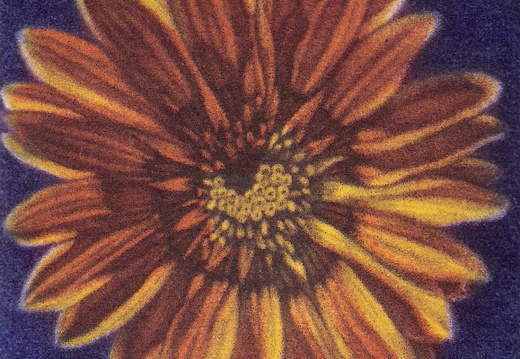Blanketflower 1 