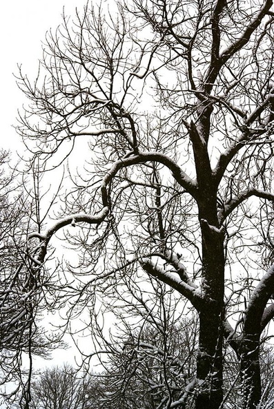 Tree_in_Winter.jpg