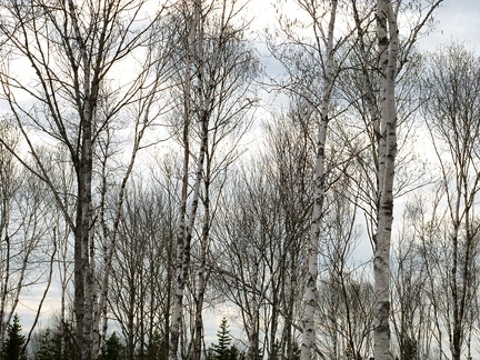 Birches 