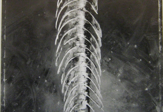 De Profundis - fish spine