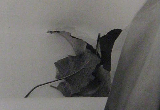 Still Life No. 7 - leaf, bathtub