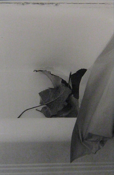 Still Life no 7 - leaf, bathtub.JPG