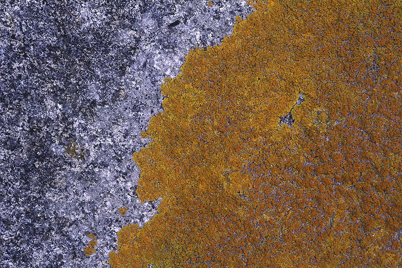 Rock and Lichen.jpg
