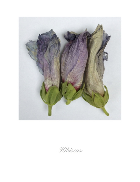 Hibiscus 4.jpg