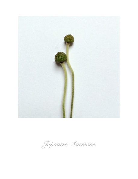 Japanese Anemone 2 Large Web view.jpg