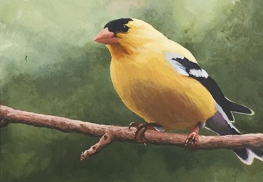 Greg Coldwell - Goldfinch