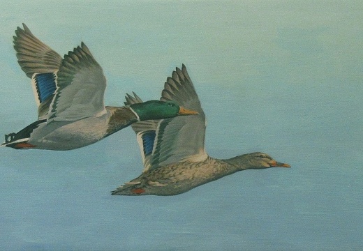 2 Mallard Ducks in Flight