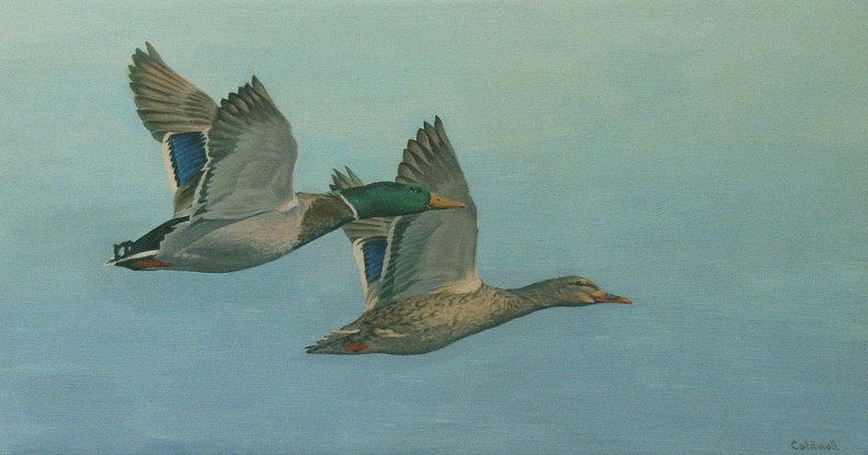 2 Mallard ducks in Flight.jpg sm.jpg