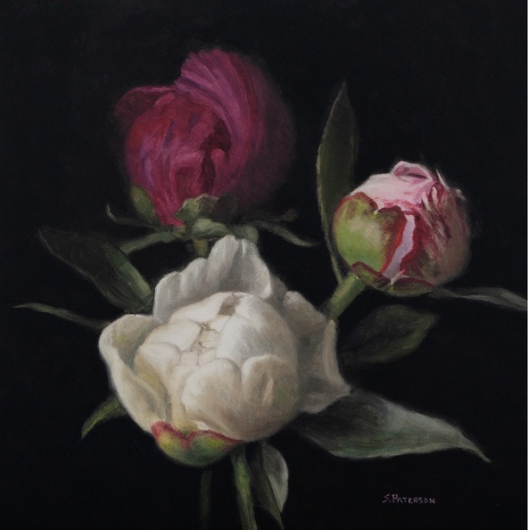 Copy of Red, White and Pink Peony Buds.jpg