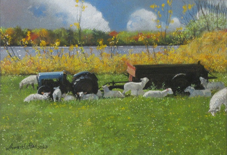 Copy of Lazy Sheep in Caribou Island.jpg