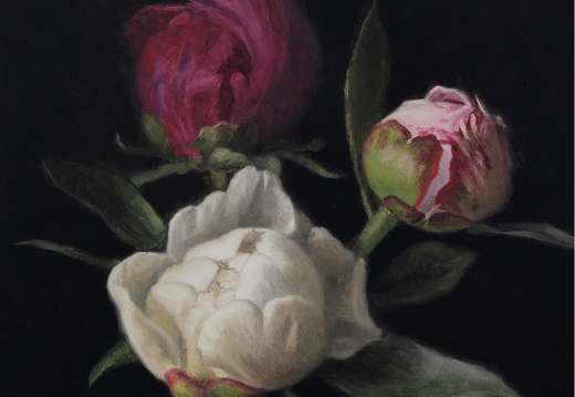 Susan Paterson - Red, White and Pink Peony Buds