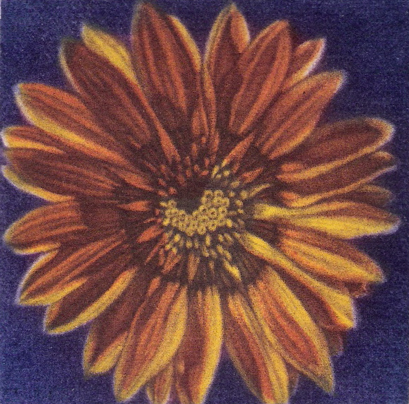 blanketflower1.jpg
